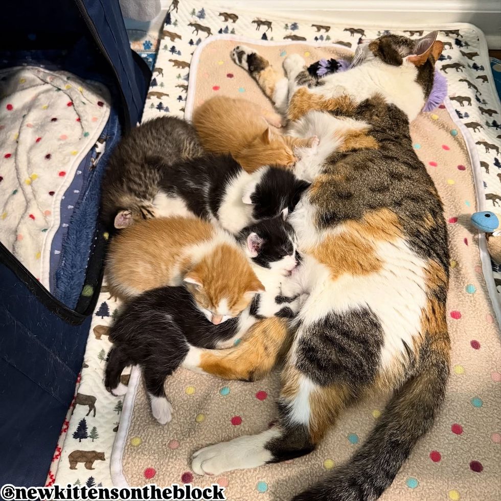 torbie cat kittens napping