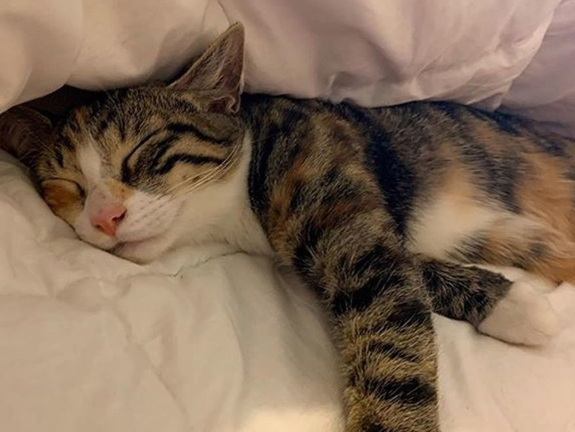 torbie cat, tabby cat