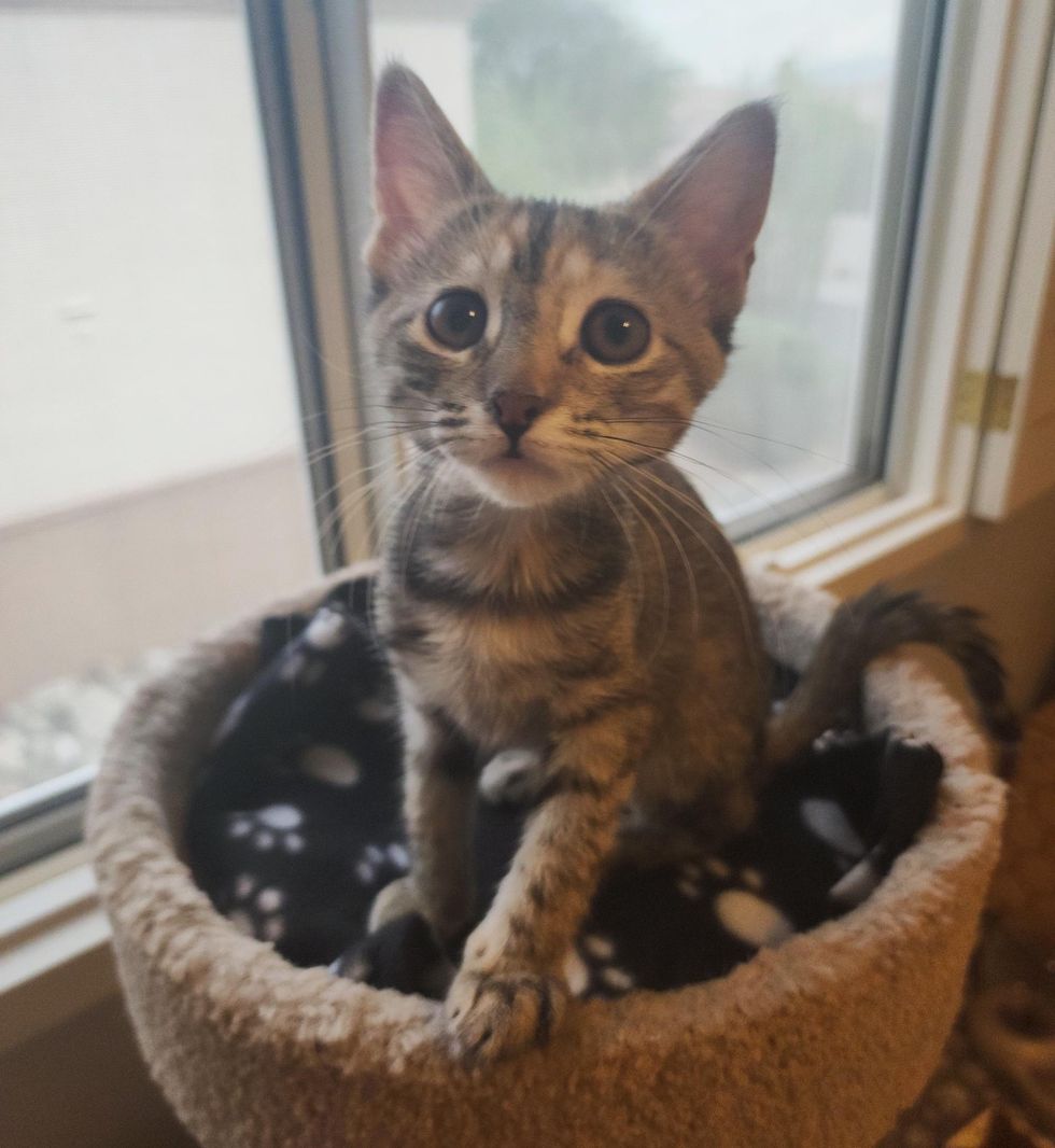 torbie kitten lexus