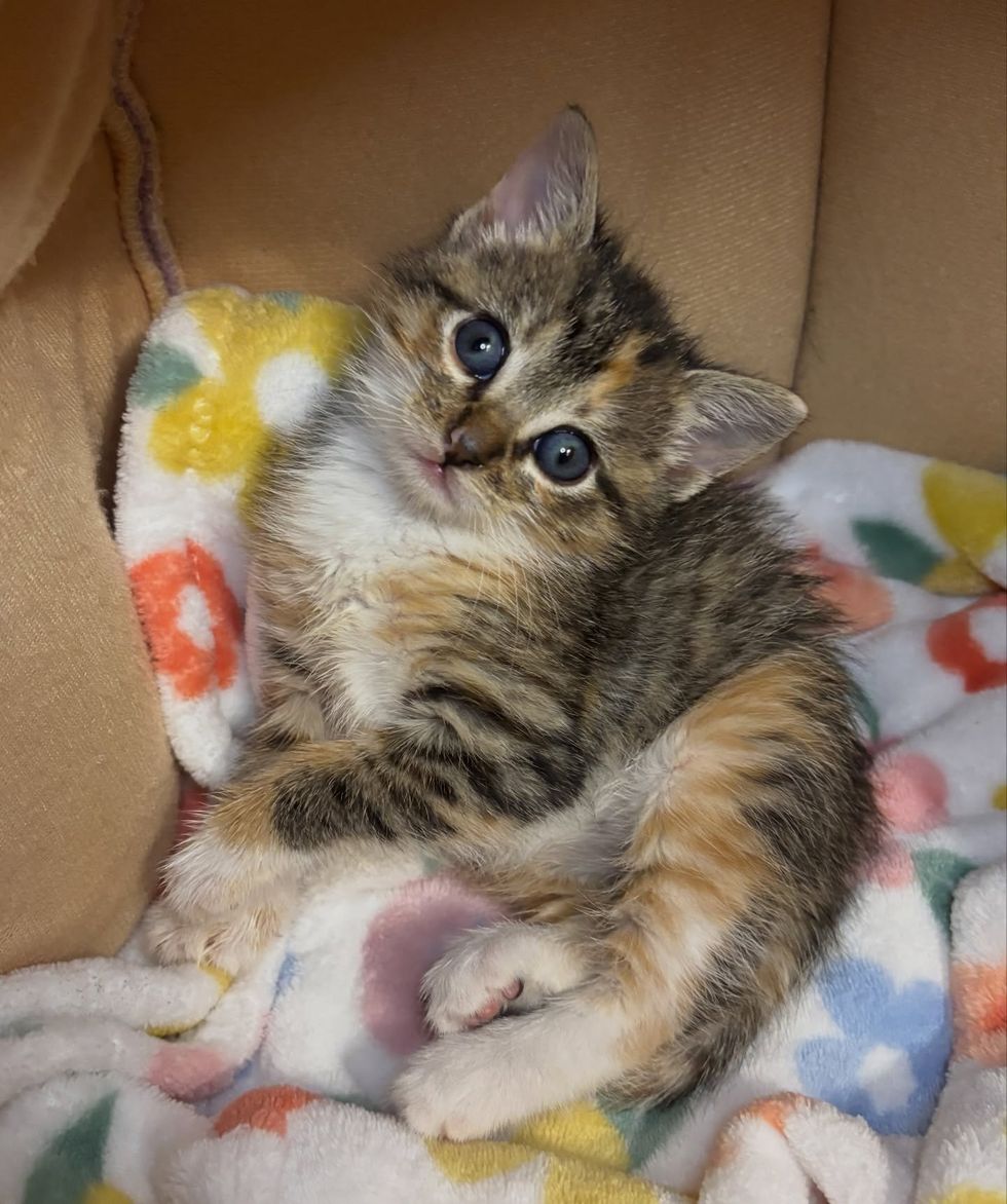 torbie kitten markings