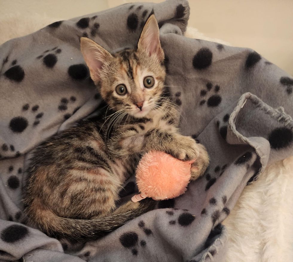 torbie kitten toy