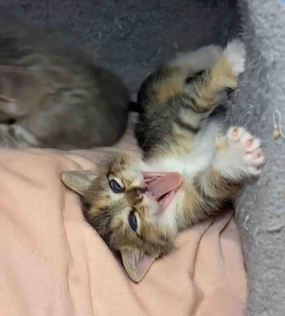 torbie kitten yawning