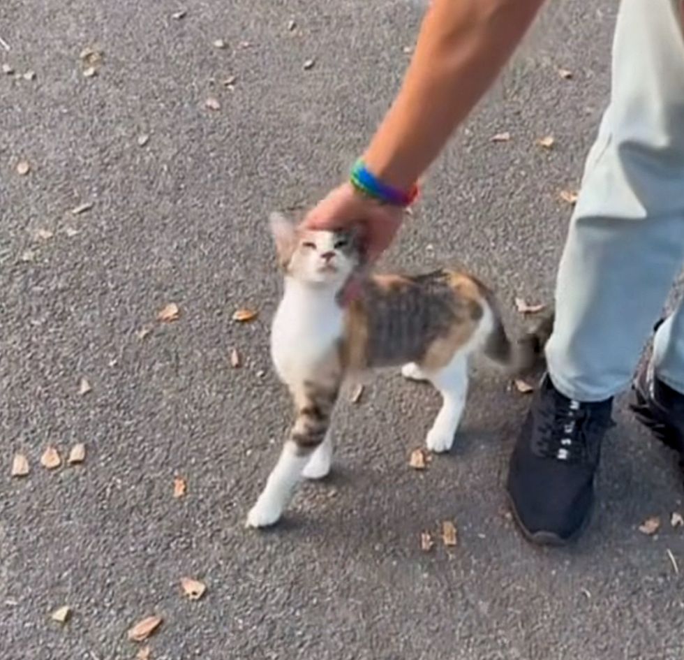 torbie stray cat attention