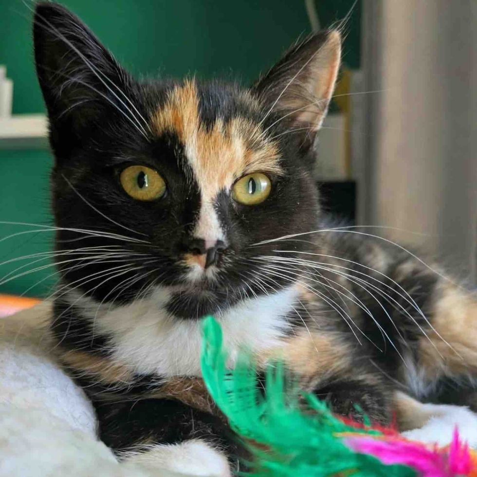 tortico kitten calico