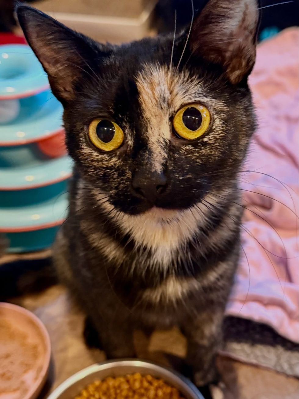 tortie beautiful cat