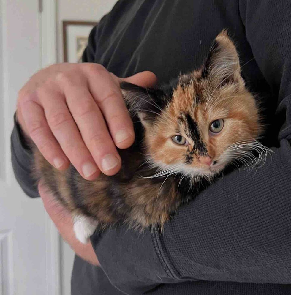 tortie calco kitten cuddles