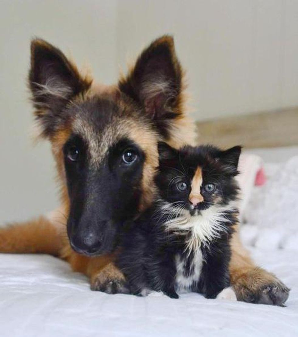 tortie calico kitten dog