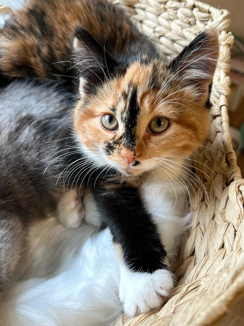 tortie calico kitten paw