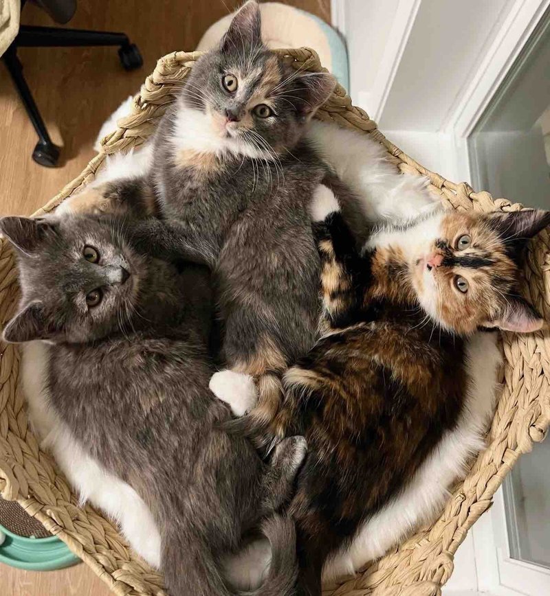 tortie calico kittens snuggles