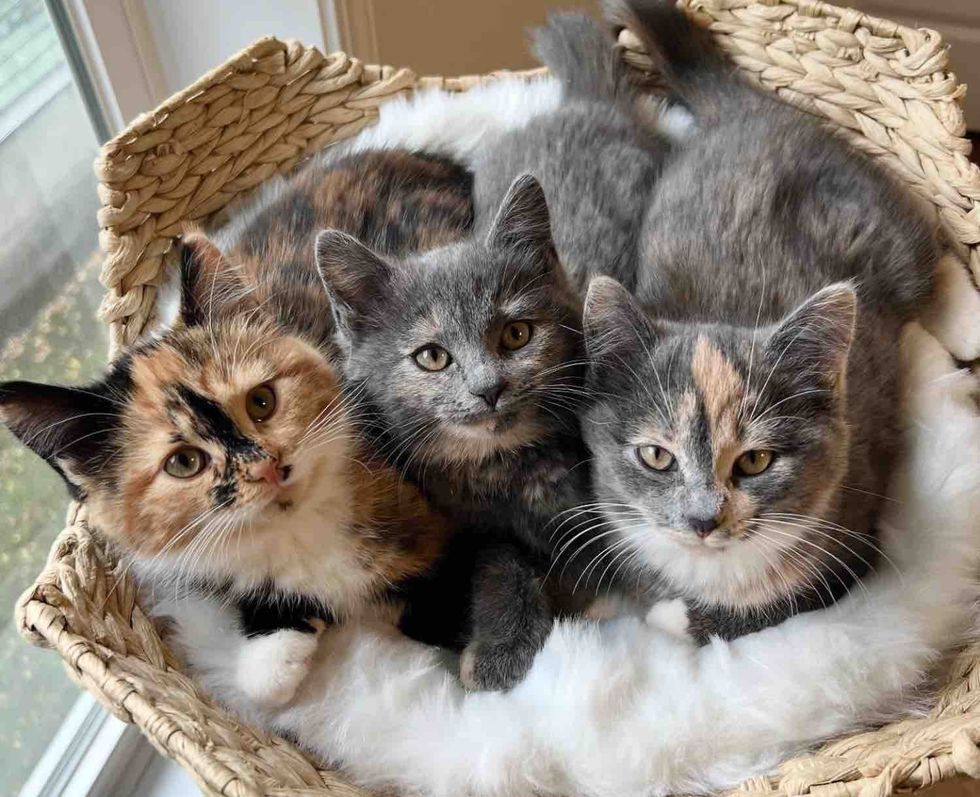 tortie calico kittens