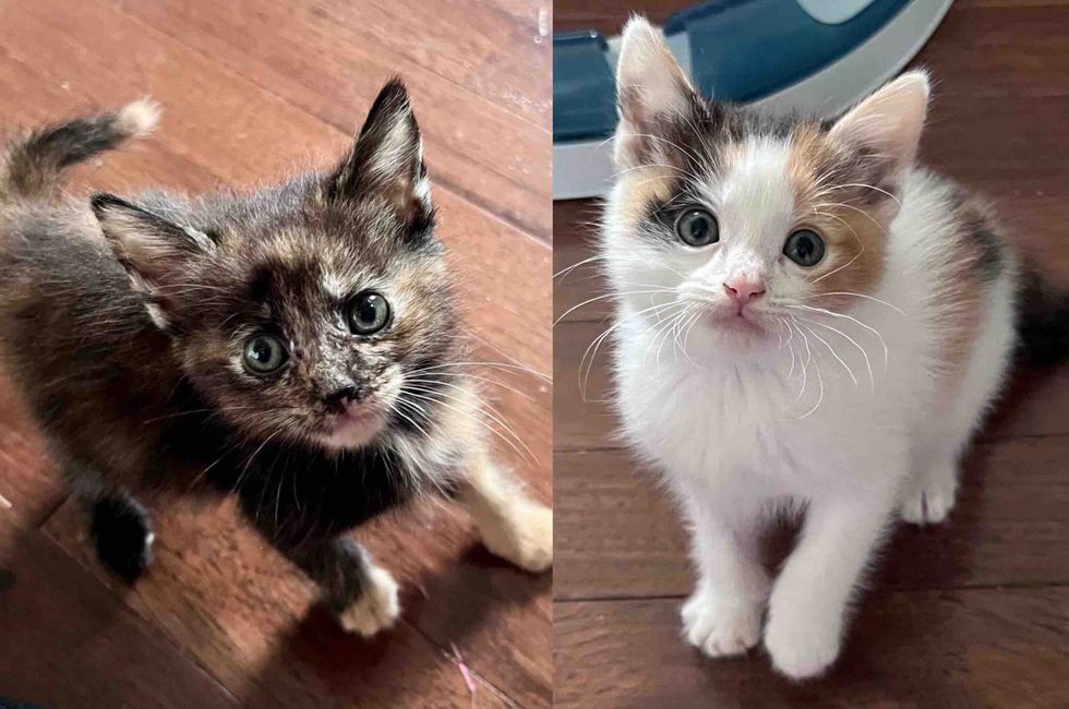 tortie calico kittens