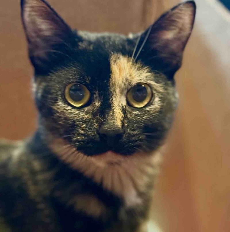 tortie cat beautiful