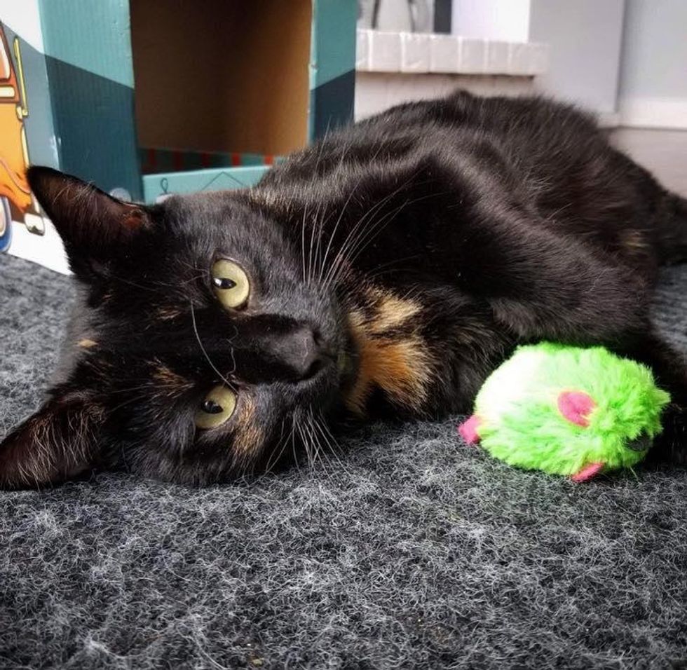 tortie cat calie
