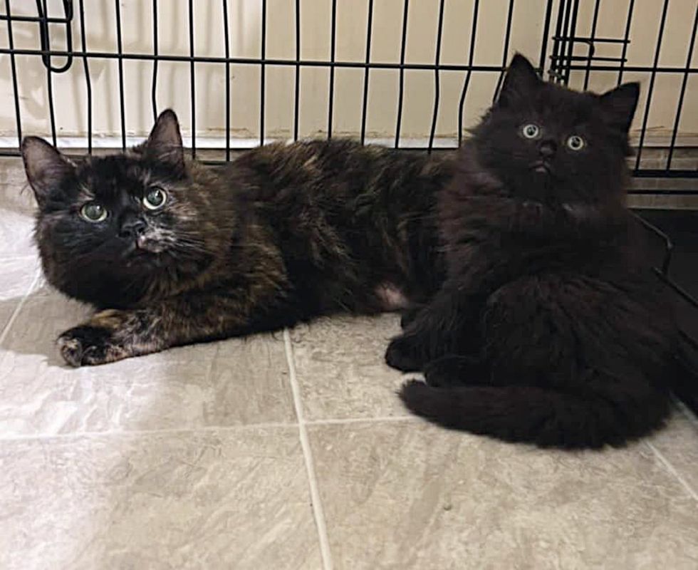 tortie cat fluffy black kitten