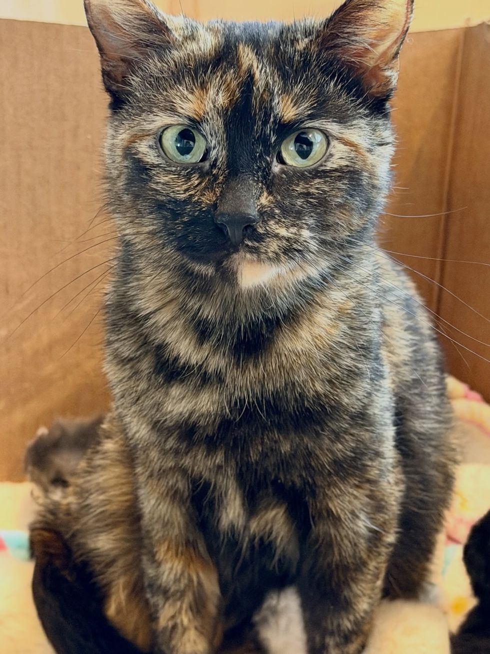 tortie cat foster home