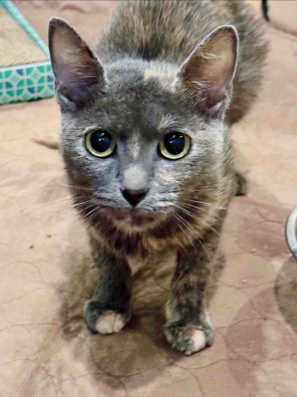 tortie cat foster