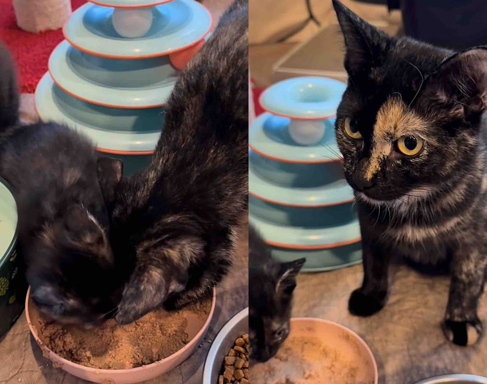 tortie cat kitten eating