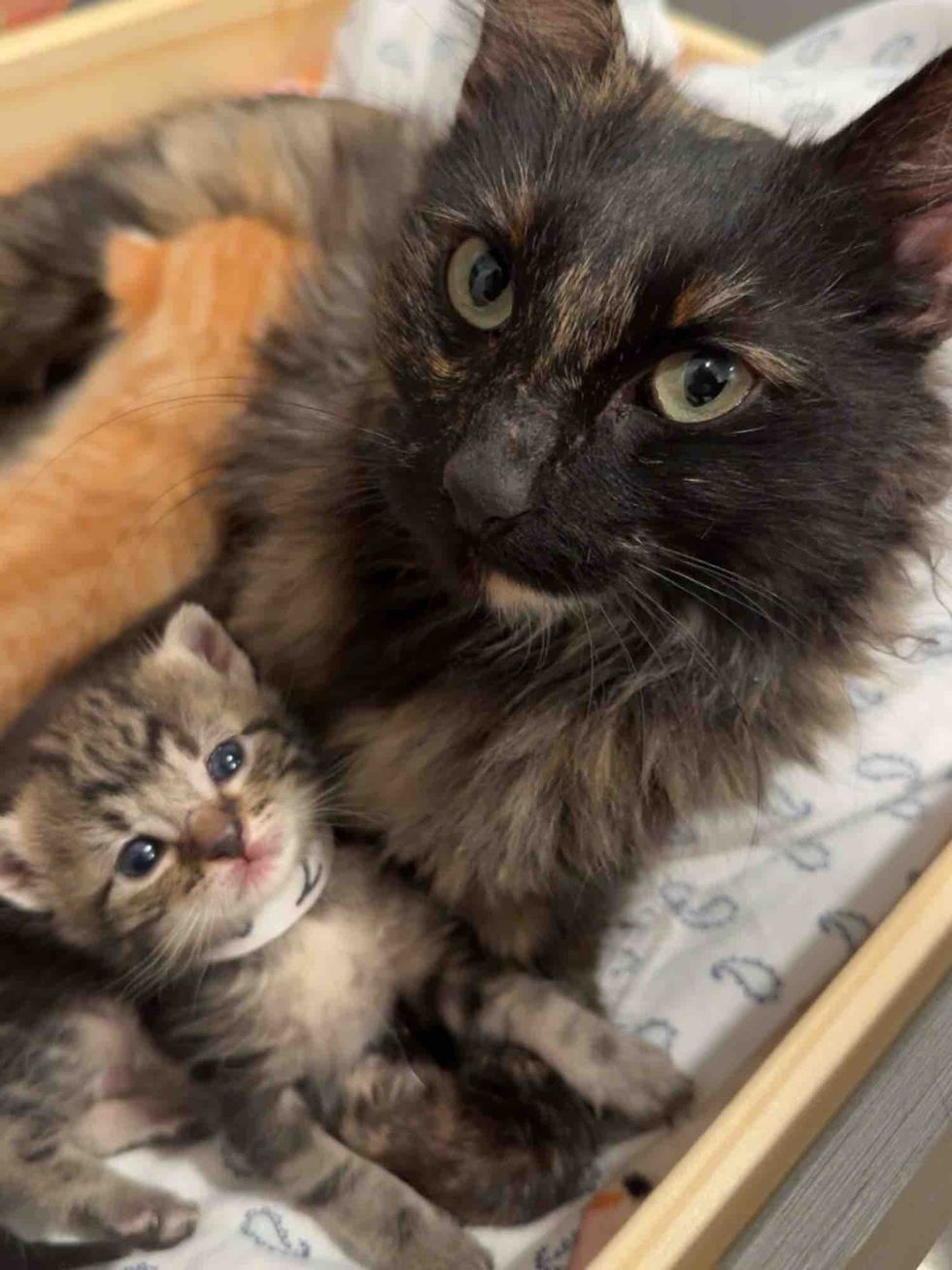 tortie cat kitten snuggles