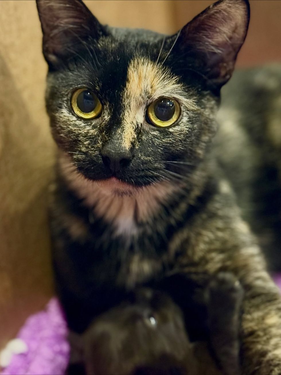 tortie cat kitten