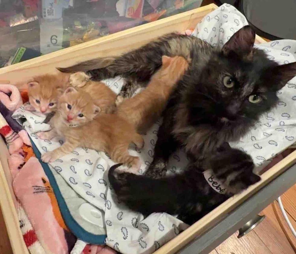Kind People Notice a Cat with Her Kittens Living Inside an Empty Tire and Change Their Lives Overnight