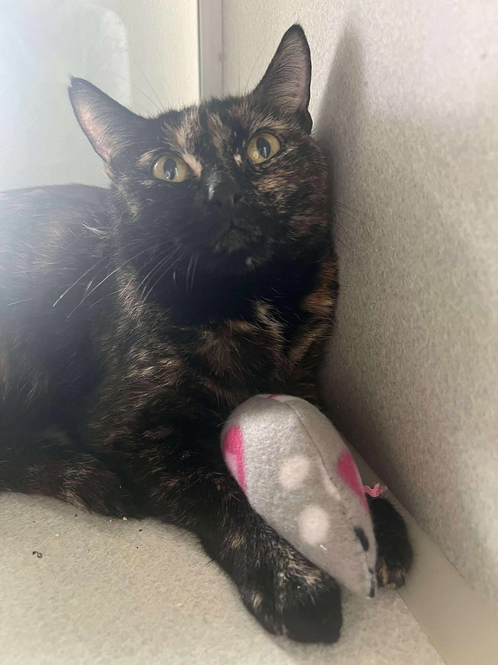 tortie cat mouse toy