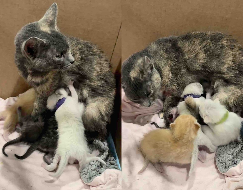 tortie cat nursing kittens