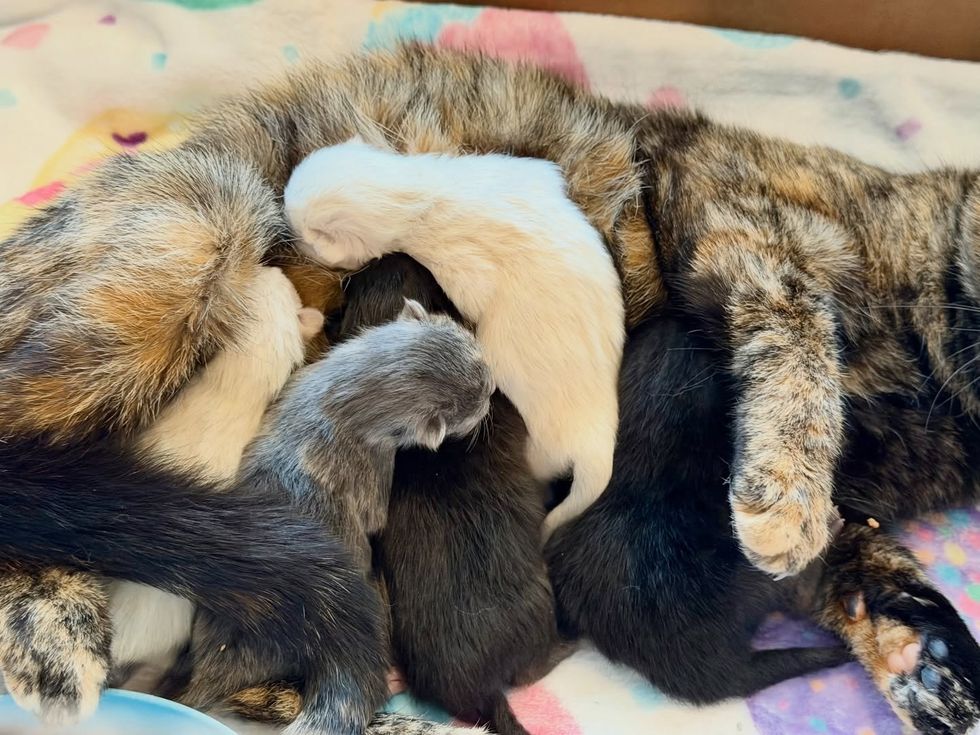 tortie cat nursing kittens