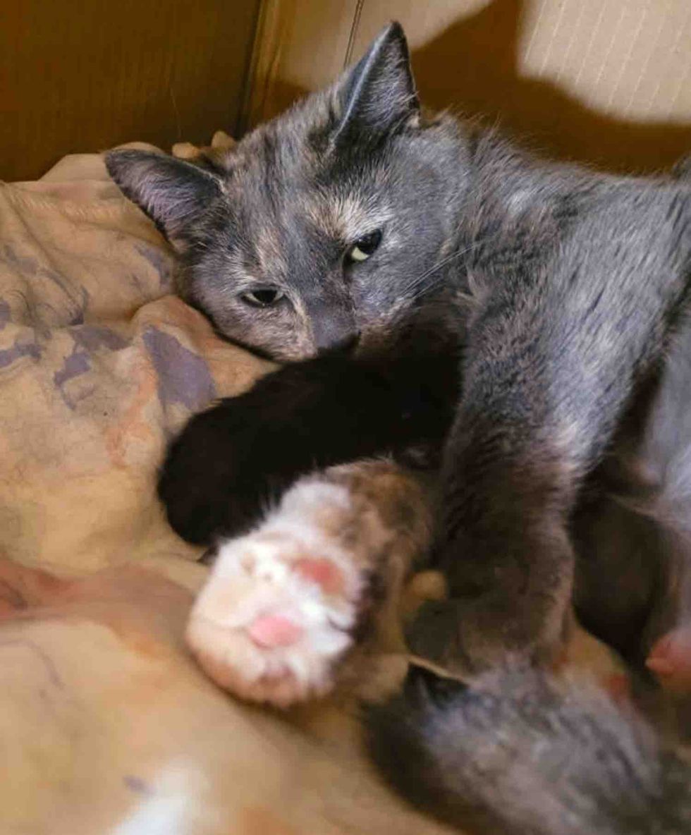 tortie cat snuggles kittens