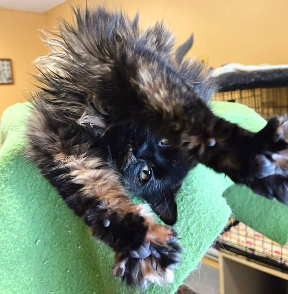 tortie cat stretching