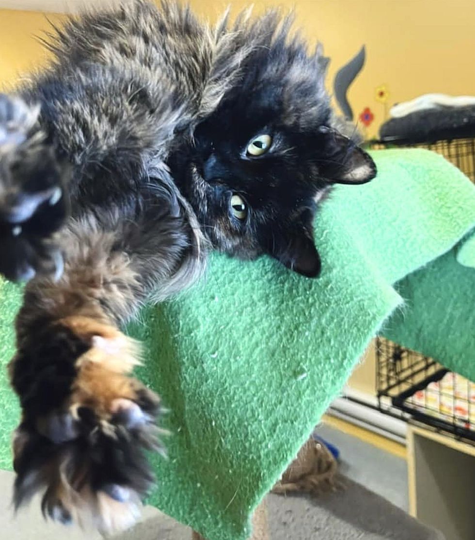 tortie cat stretching