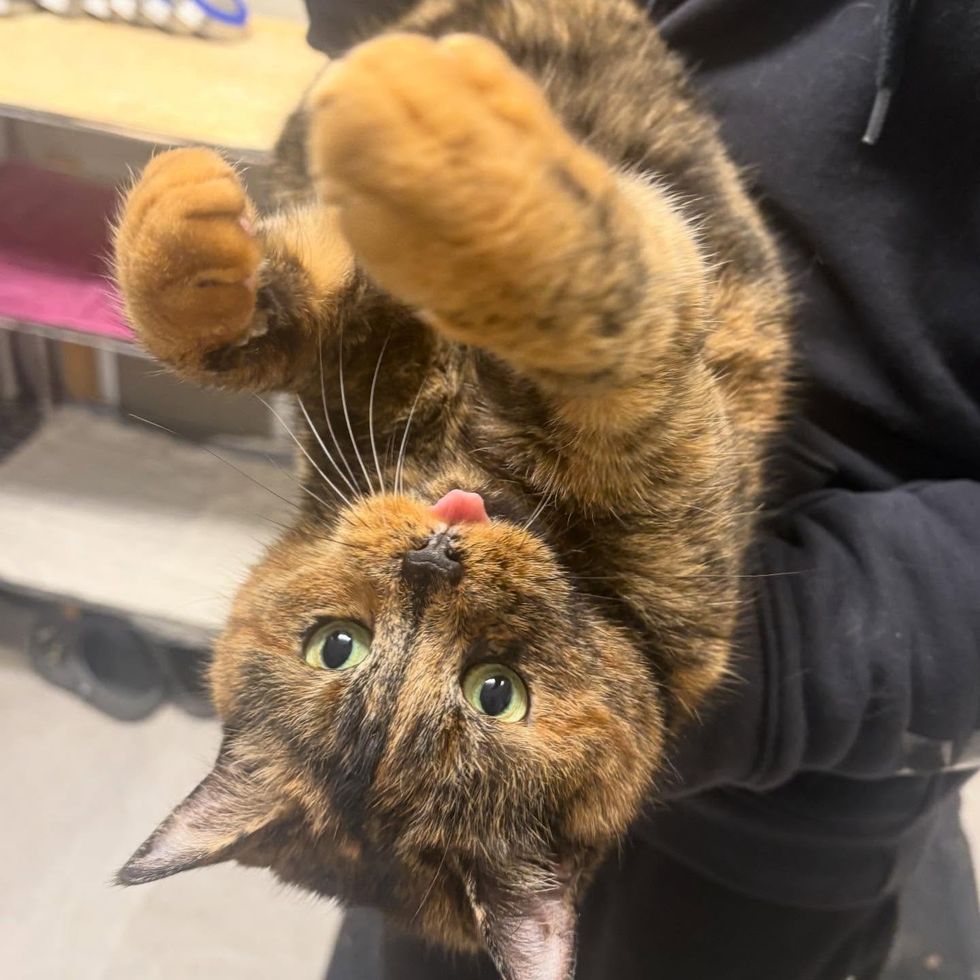 tortie cat tongue cuddles