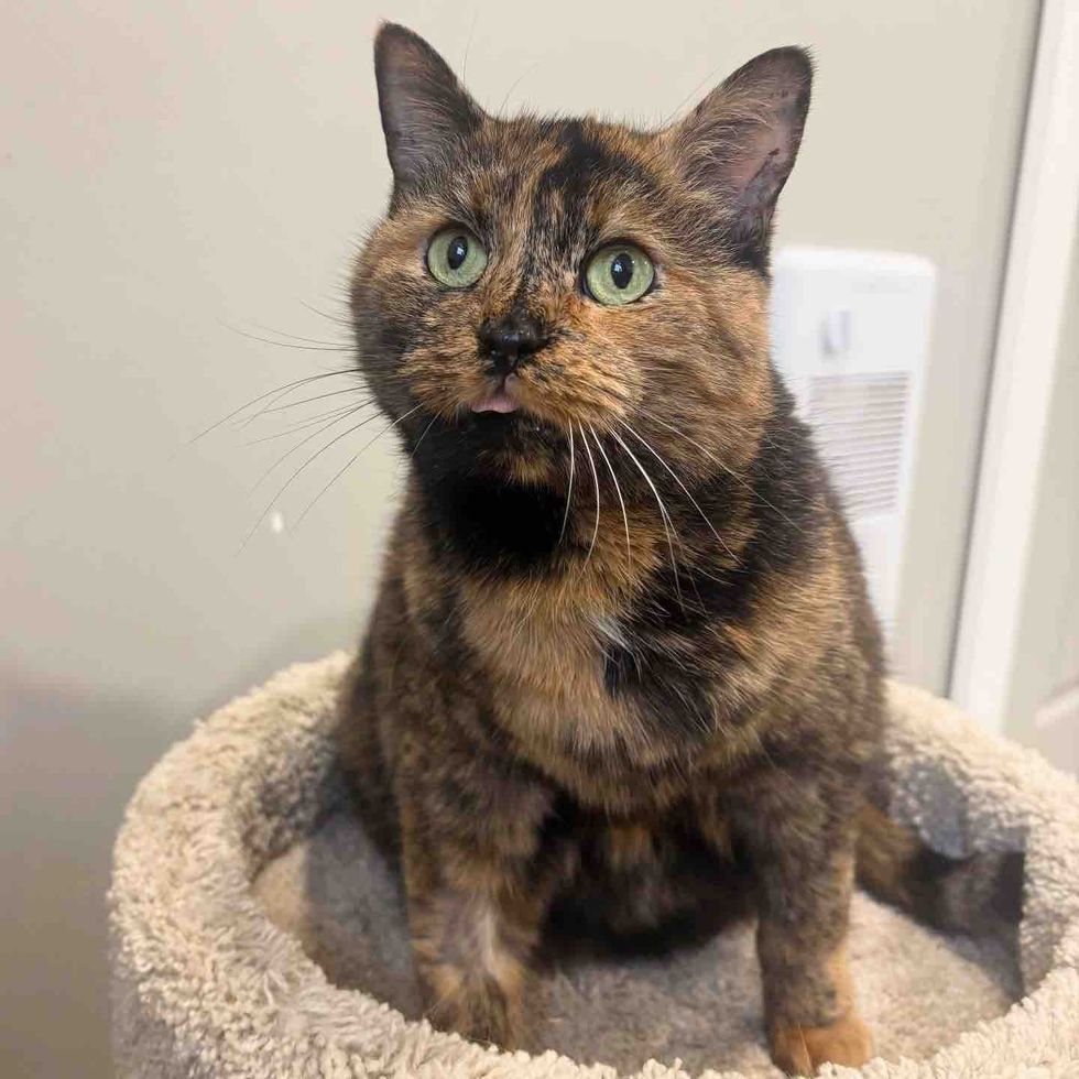 tortie cat tongue out