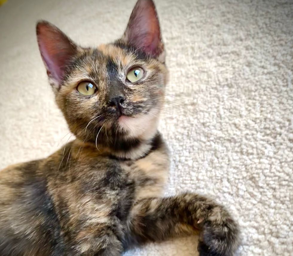 tortie cat, Tortoiseshell, kitten