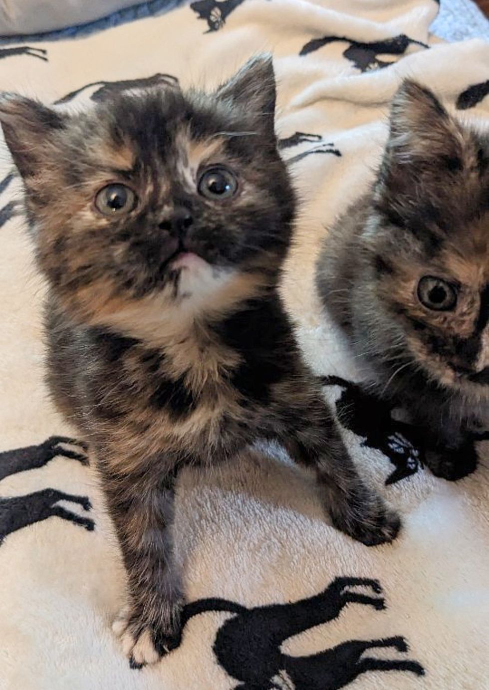 tortie cattitude kitten