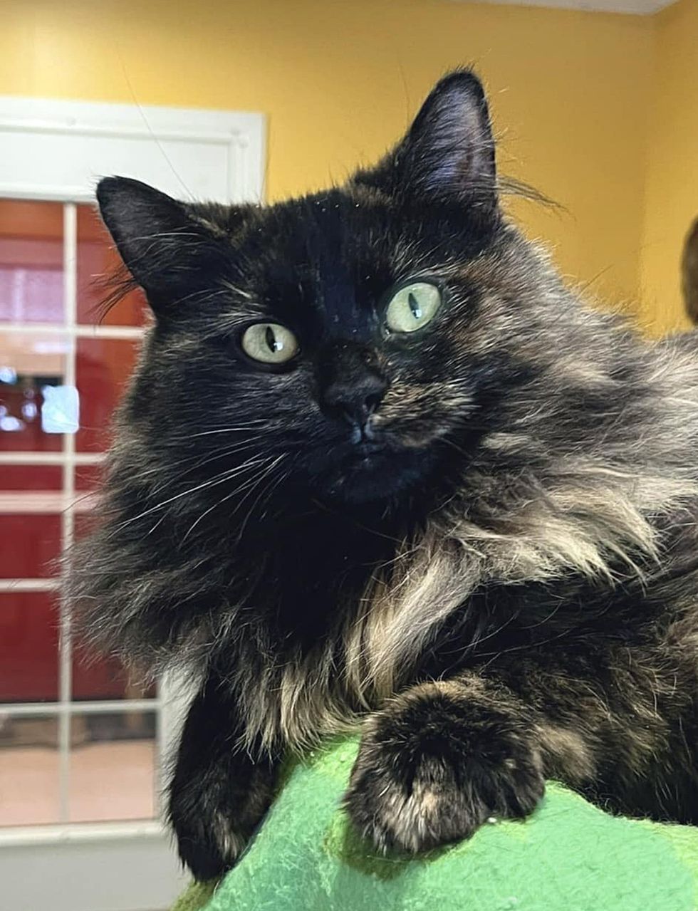 tortie fluffy cat