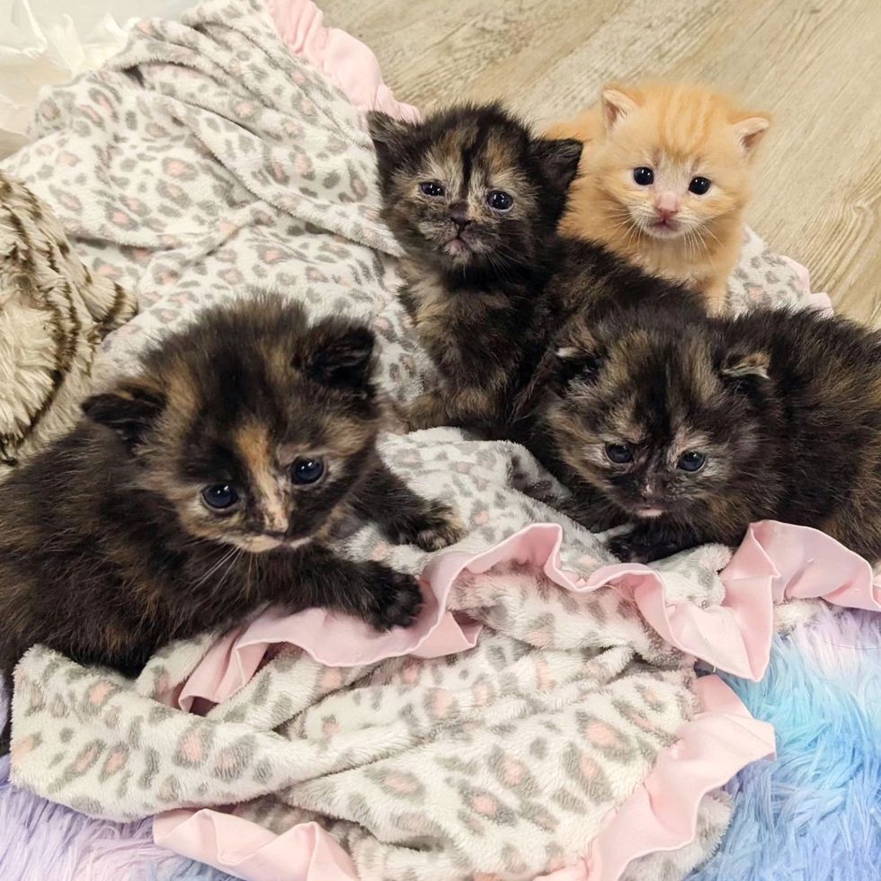 tortie ginger kittens