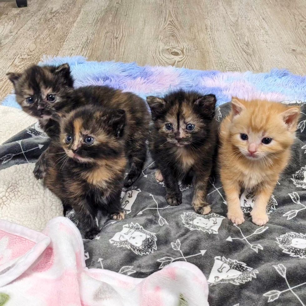 tortie ginger kittens