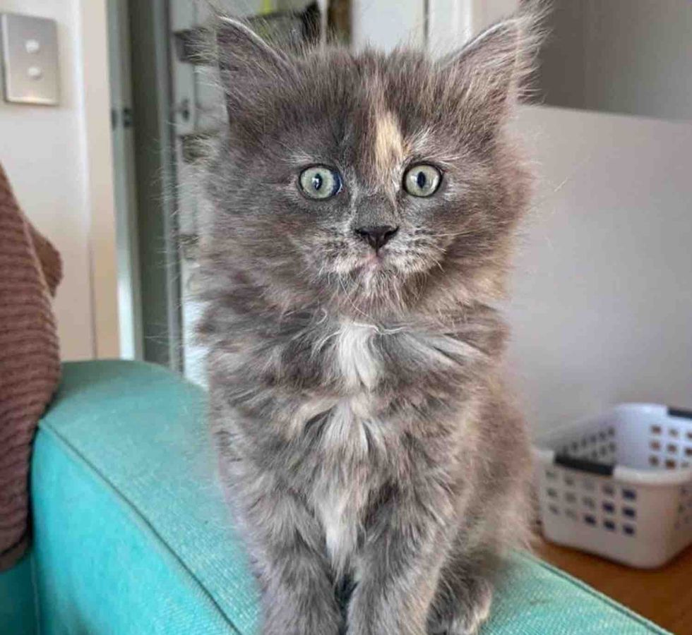 tortie gray kitten fluffy