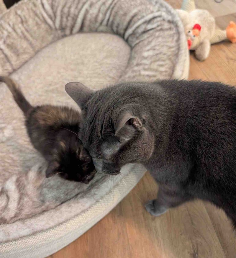 tortie kitten cat snuggles