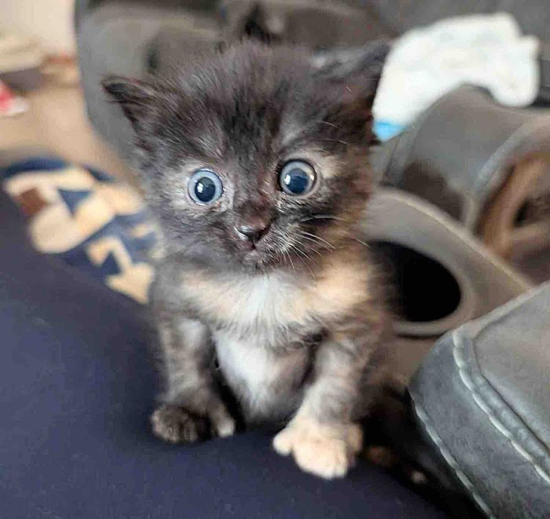 tortie kitten extra toes