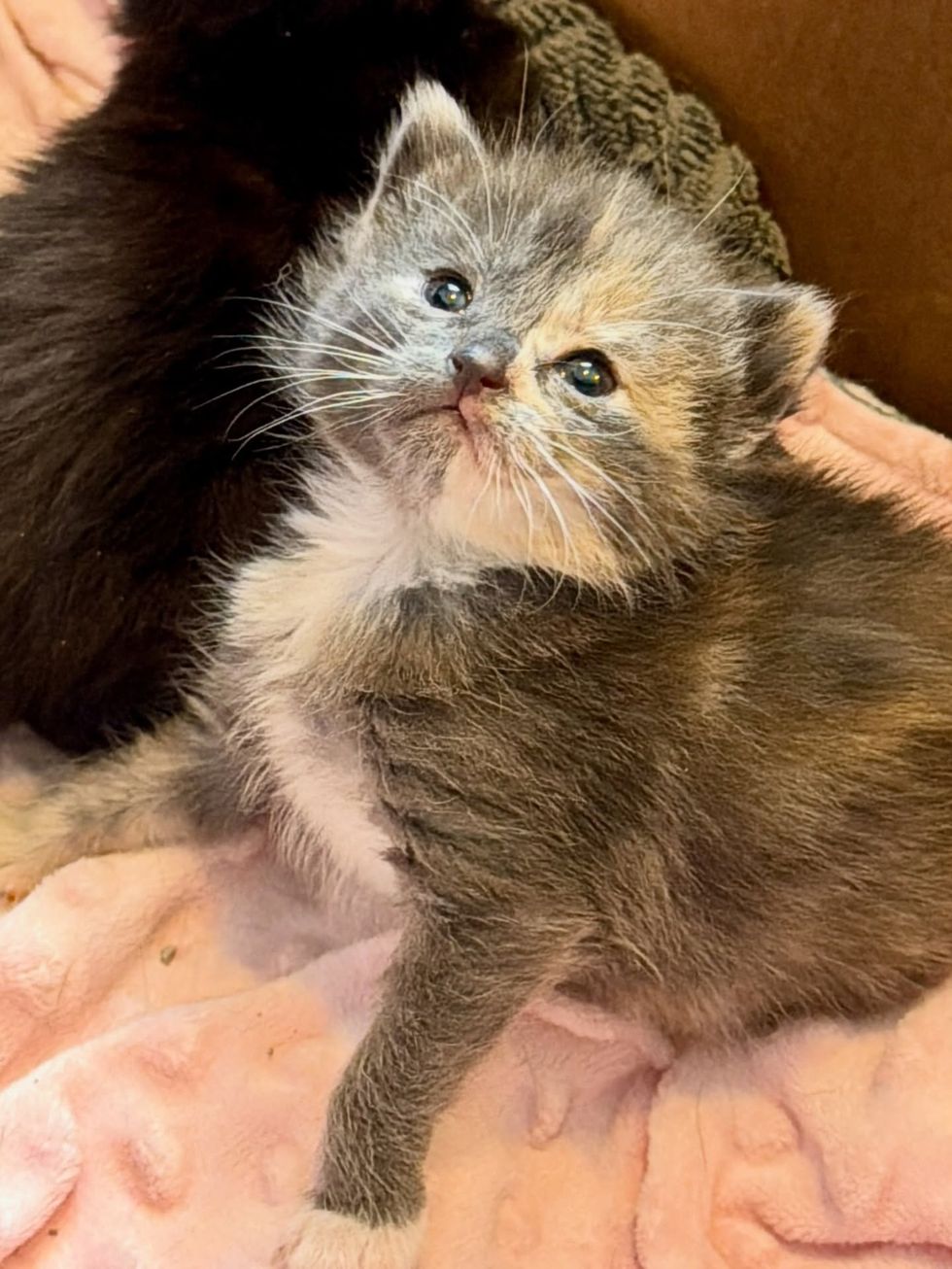 tortie kitten face split coloring