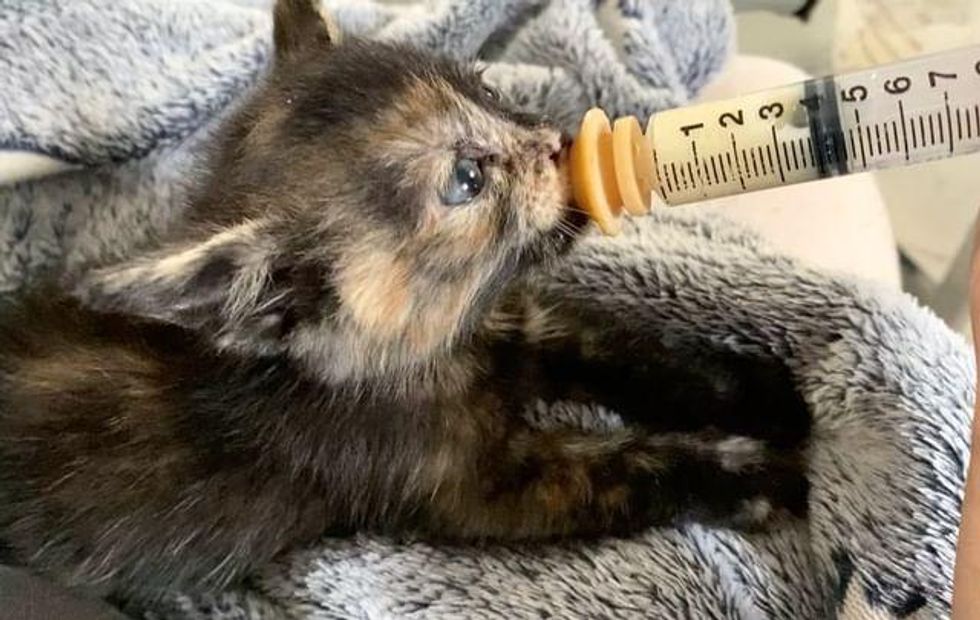 tortie kitten feeding