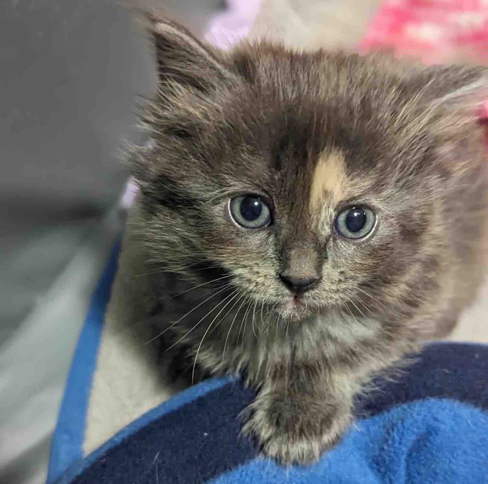 tortie kitten fluffy