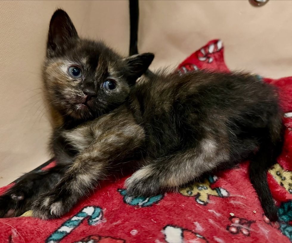 tortie kitten gentle