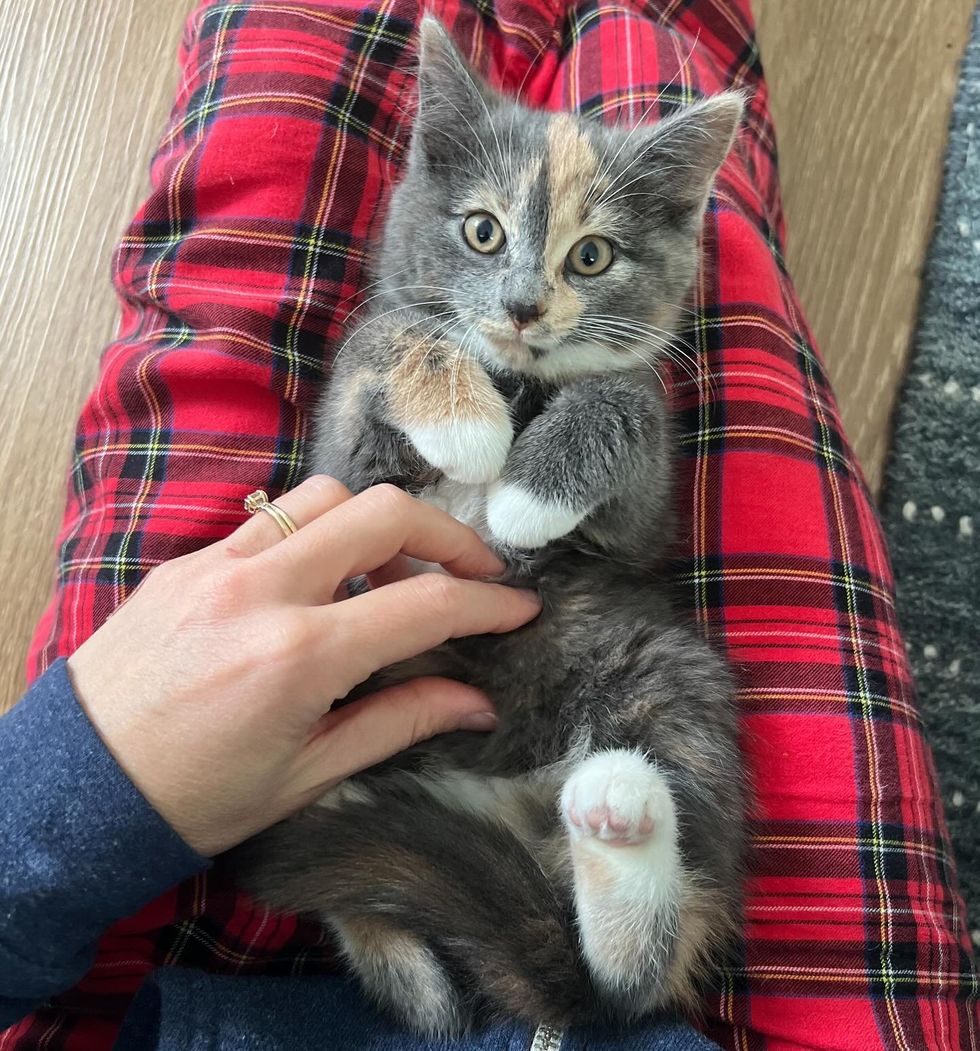tortie kitten lap cat