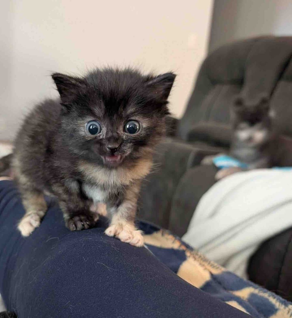 tortie kitten meowing