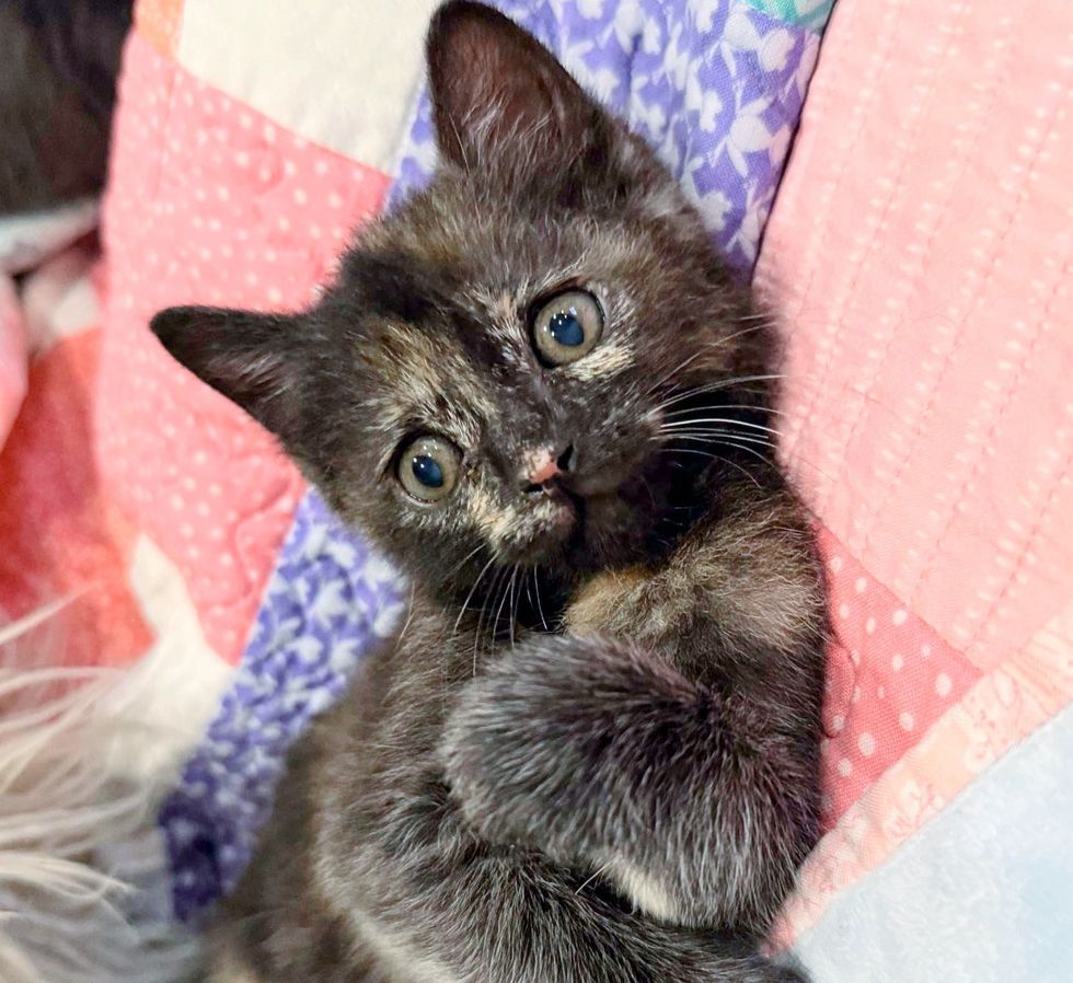 tortie kitten rare