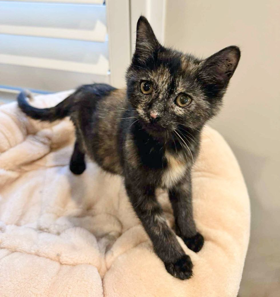 tortie kitten special