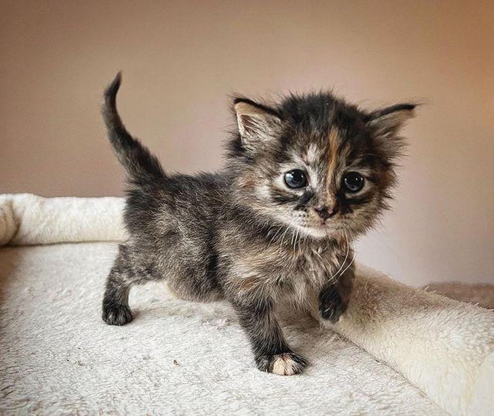 tortie kitten tiny