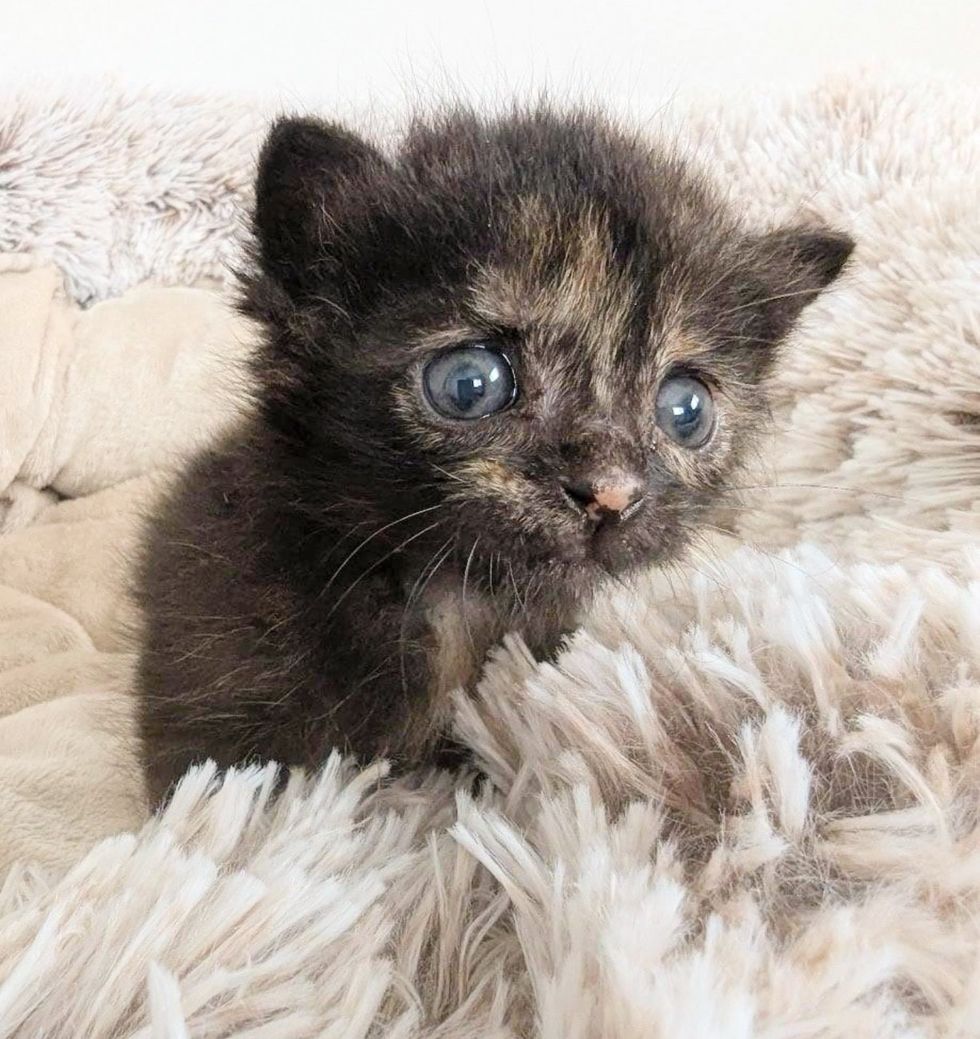 tortie kitten tiny